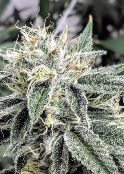 Afgoo Overdrive by TGA Genetics Subcool Seeds, Photoperiod cannabis strain