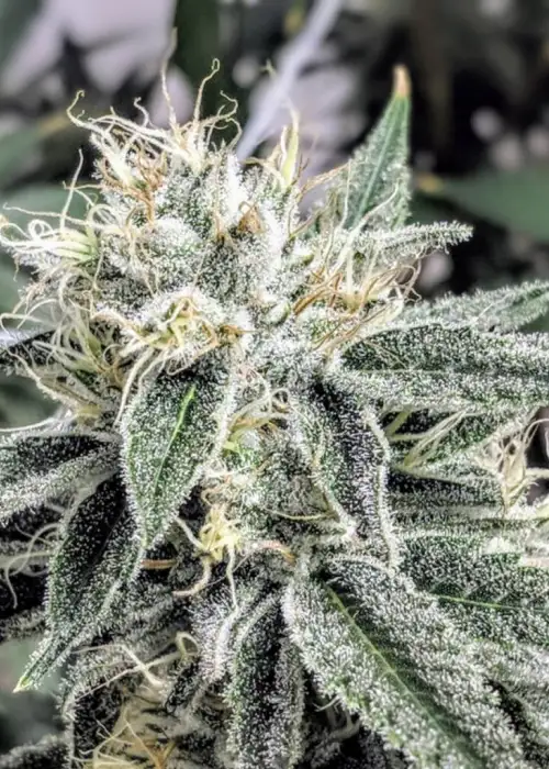 Afgoo Overdrive by TGA Genetics Subcool Seeds, Photoperiod cannabis strain