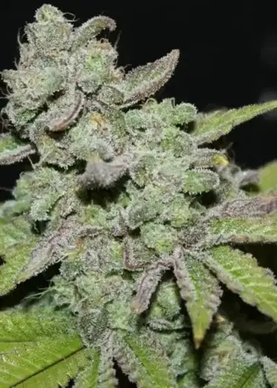 Afgoo by Growers Choice Seeds, Photoperiod cannabis strain
