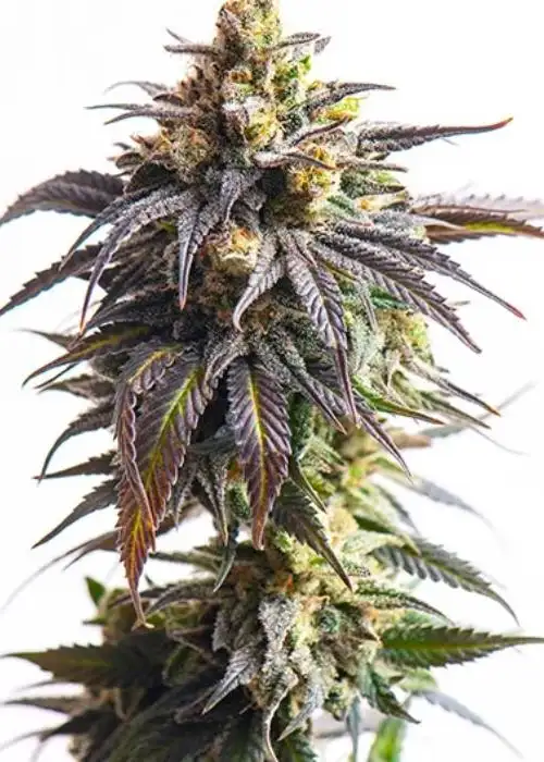 Afgooey Autoflowering by Coastal Genetics, Autoflower cannabis strain