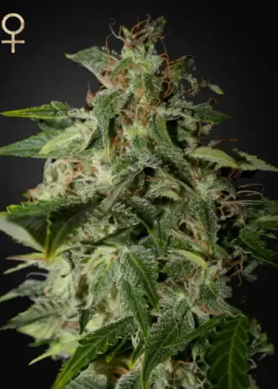 Afgooey by Strain Hunters, Photoperiod cannabis strain
