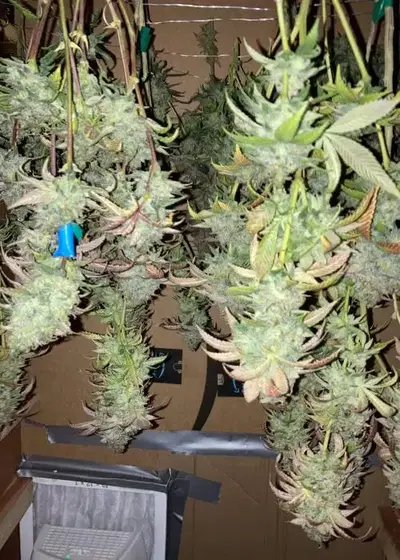 African Cheese by Equilibrium Genetics, Photoperiod cannabis strain