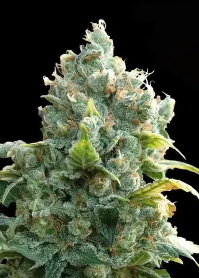 African Free by Eva Seeds, Photoperiod cannabis strain