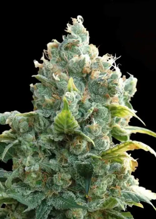 African Free by Eva Seeds, Photoperiod cannabis strain
