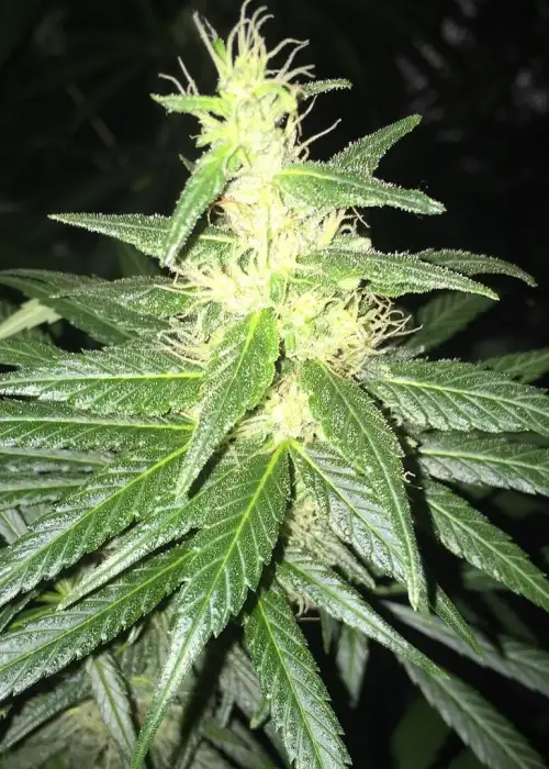 African Haze by Top Dawg Seeds, Photoperiod cannabis strain