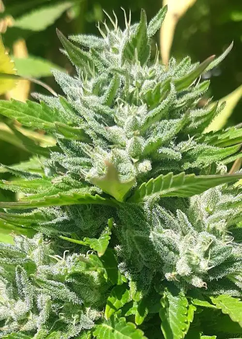 African Orange Glue by Equilibrium Genetics, Photoperiod cannabis strain