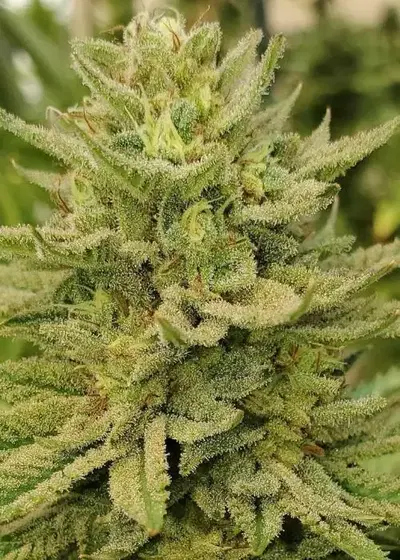 African Orange by Equilibrium Genetics, Photoperiod cannabis strain