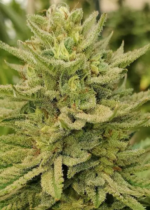African Orange by Equilibrium Genetics, Photoperiod cannabis strain