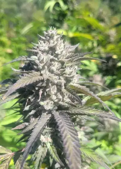 African Sherbet by Equilibrium Genetics, Photoperiod cannabis strain