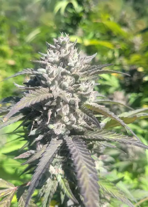 African Sherbet by Equilibrium Genetics, Photoperiod cannabis strain