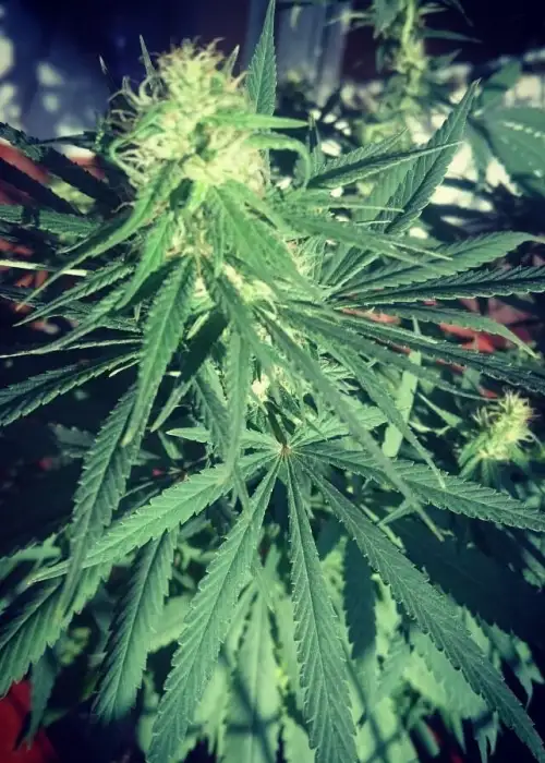 Afrokush by Tropical Seeds Company, Photoperiod cannabis strain