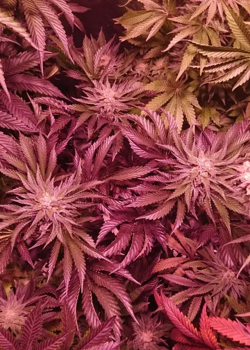 After 8 OG by Sumo Seeds, Photoperiod cannabis strain