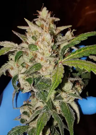 Afterglow by Irie Genetics, Photoperiod cannabis strain