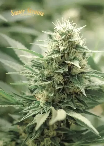 Agartha by Super Strains, Photoperiod cannabis strain