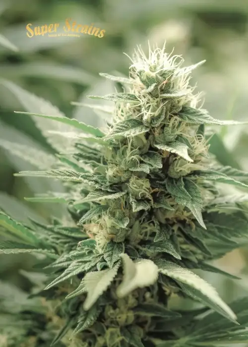 Agartha by Super Strains, Photoperiod cannabis strain