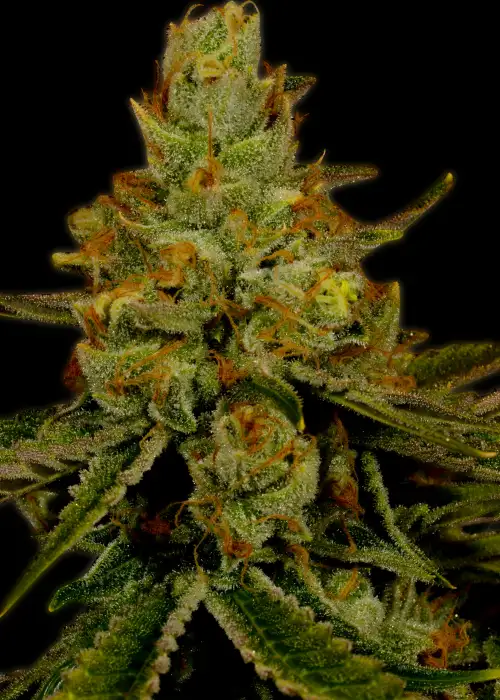 Agent Orange by TGA Genetics Subcool Seeds, Photoperiod cannabis strain