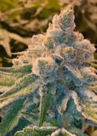 Agharta by Gage Green, Photoperiod cannabis strain