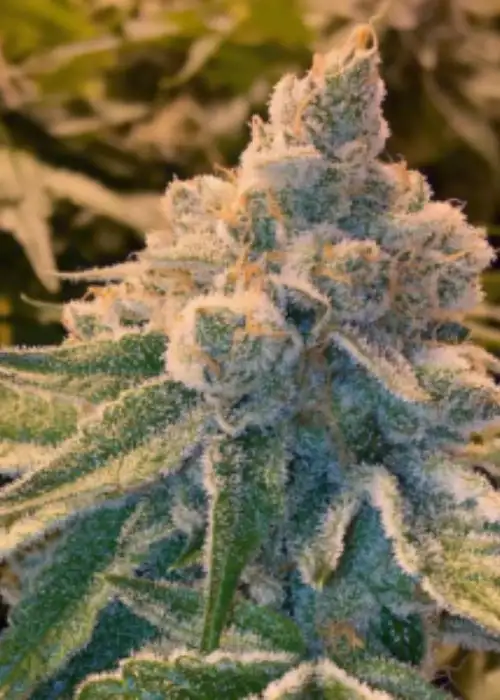 Agharta by Gage Green, Photoperiod cannabis strain