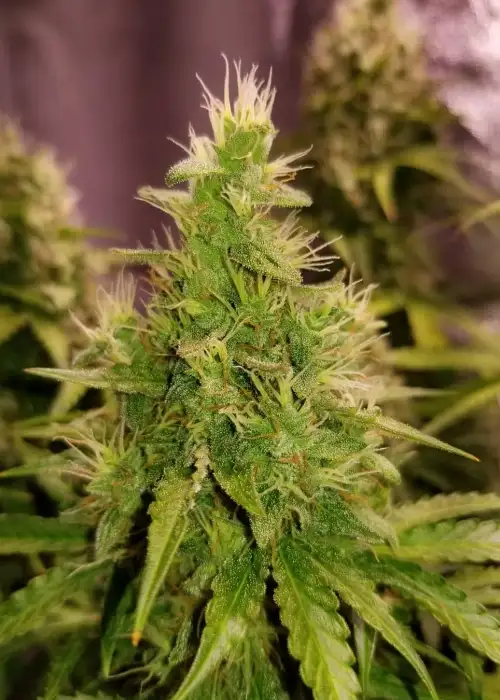 AK-47 Auto Fem by 207 Genetics, Autoflower cannabis strain