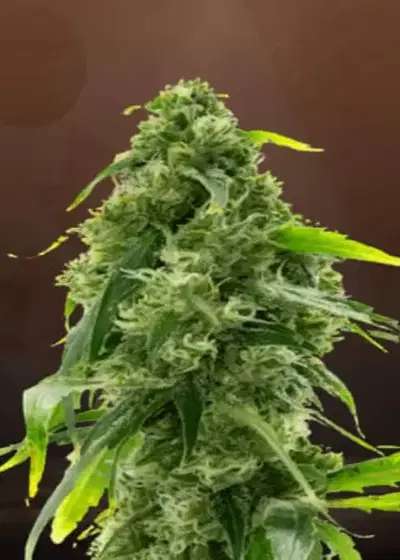 AK-47 Autoflower by Crop King Seeds, Autoflower cannabis strain