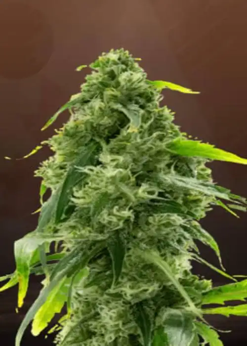 AK-47 Autoflower by Crop King Seeds, Autoflower cannabis strain