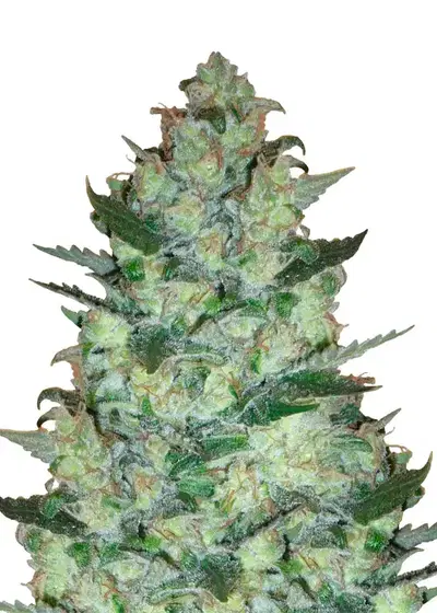 AK 47 Fast Version cannabis strain