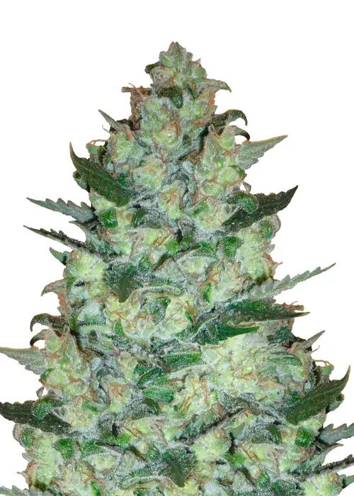 AK 47 Fast Version by Dutch Genetics, Autoflower cannabis strain
