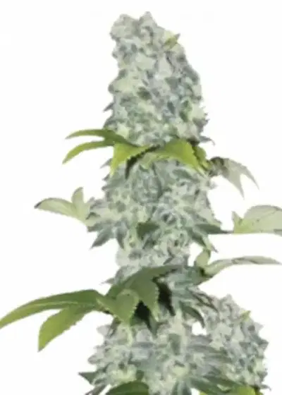 Ak 47 Ultra by IZI Seeds, Photoperiod cannabis strain