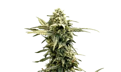 AK-47 X UK Cheese by 34 Street Seed Co., Autoflower cannabis strain