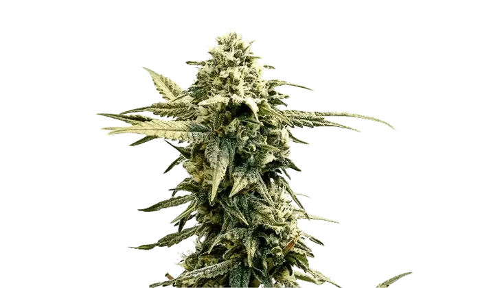 AK-47 X UK Cheese by 34 Street Seed Co., Autoflower cannabis strain