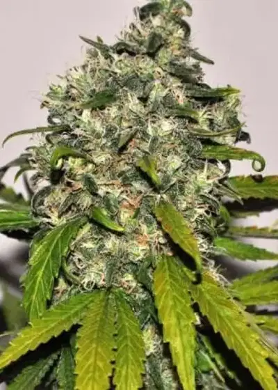 AK 48 Autoflower by Nirvana, Autoflower cannabis strain