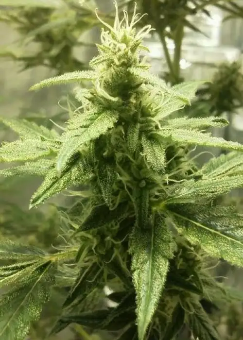 AK-49 Auto by Vision Seeds, Autoflower cannabis strain