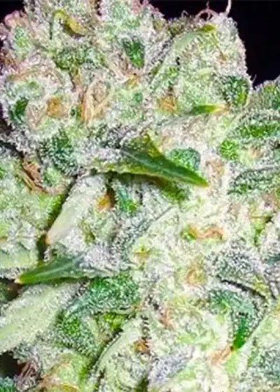 AK-49 by Vision Seeds, Photoperiod cannabis strain