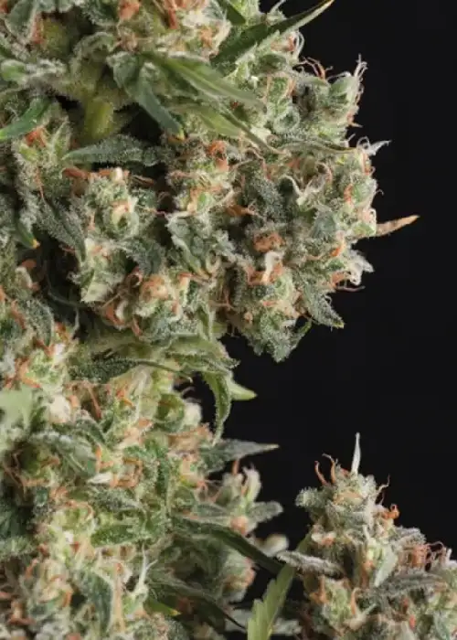 Ak 74 Auto by Trikoma Seeds, Autoflower cannabis strain