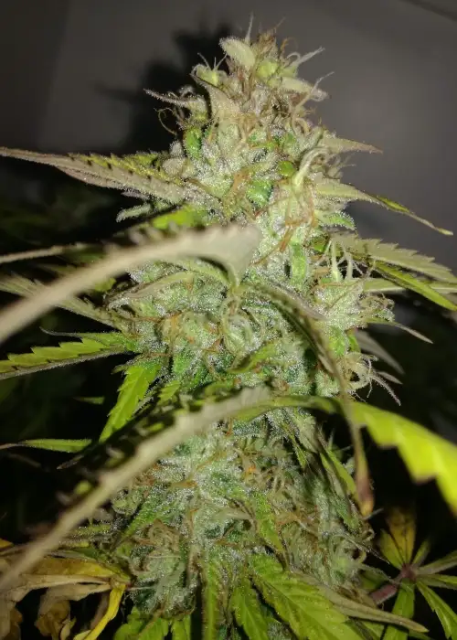AK-77V by Victory Seeds, Photoperiod cannabis strain