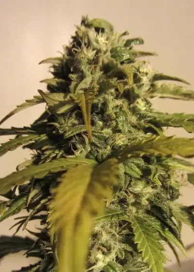 AK Automatic by Spliff Seeds, Autoflower cannabis strain