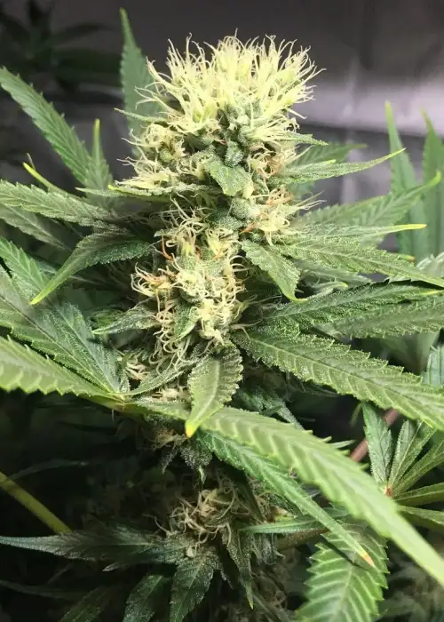 AK Bio by Biological Seeds, Photoperiod cannabis strain