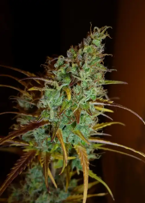 AK Full Auto by Sumo Seeds, Autoflower cannabis strain