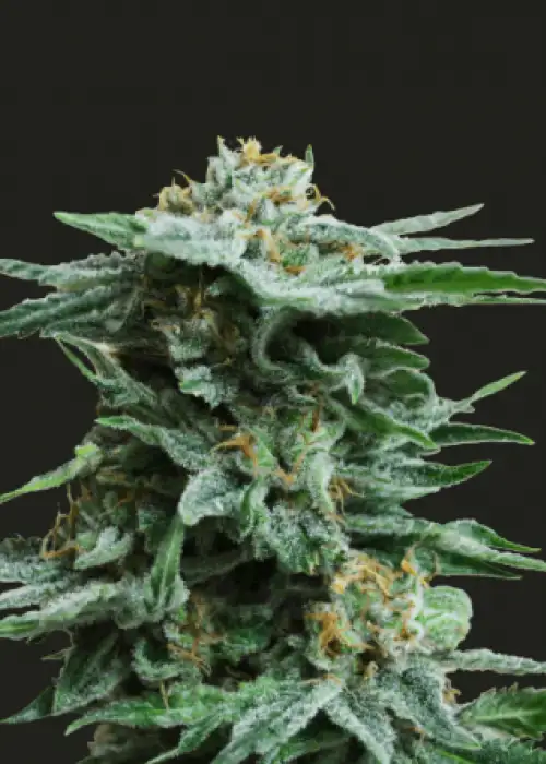 AK Kush by Kalashnikov Seeds, Photoperiod cannabis strain