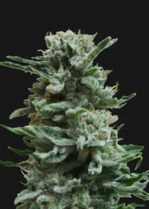 AK Skunk Auto by Kalashnikov Seeds, Autoflower cannabis strain