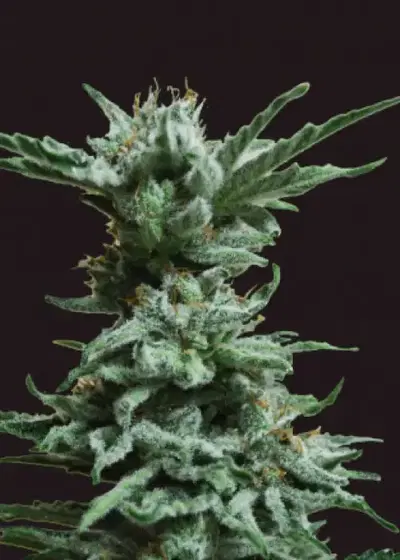 AK Skunk by Kalashnikov Seeds, Photoperiod cannabis strain