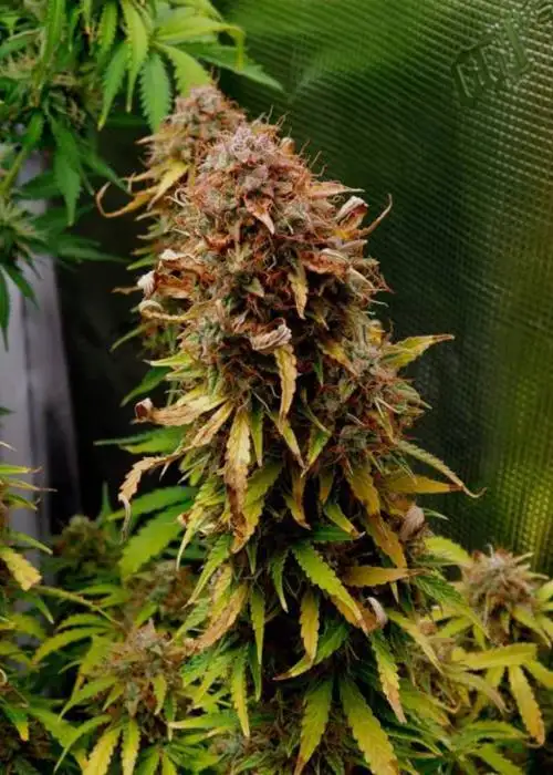 A-K by CBD Seeds, Photoperiod cannabis strain