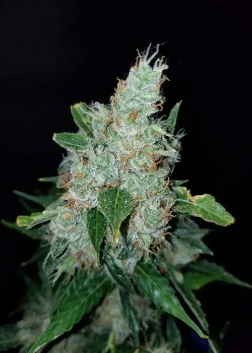AK27 Express Auto by Phoenix Seeds, Autoflower cannabis strain