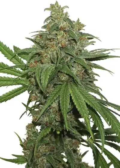 AK420 Autoflower by Seedstockers, Autoflower cannabis strain