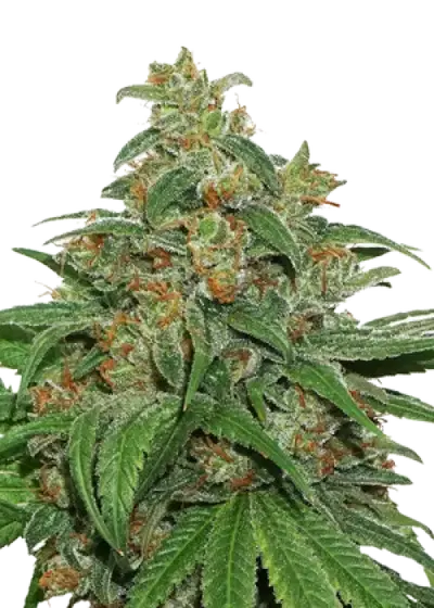 AK420 Fem by Seedstockers, Photoperiod cannabis strain