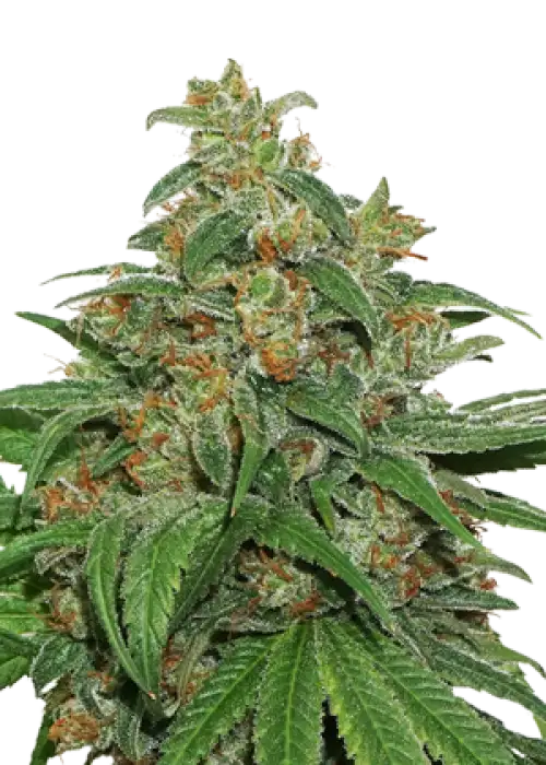 AK420 Fem by Seedstockers, Photoperiod cannabis strain