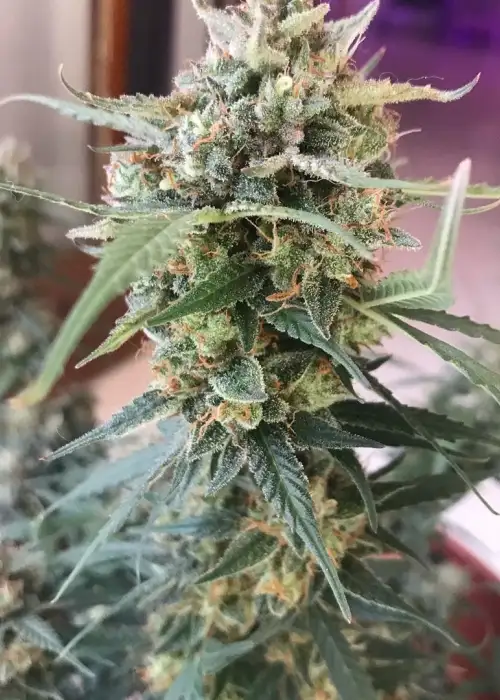 Ak47 Auto by Cannabiorganic genetics, Autoflower cannabis strain