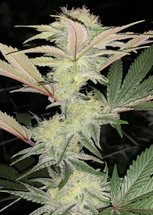 Akuma Kush by Oni Seed co., Photoperiod cannabis strain