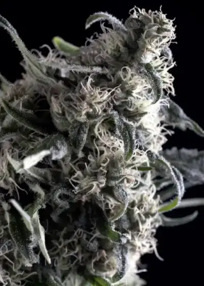 Al Tiro Auto by Trikoma Seeds, Autoflower cannabis strain