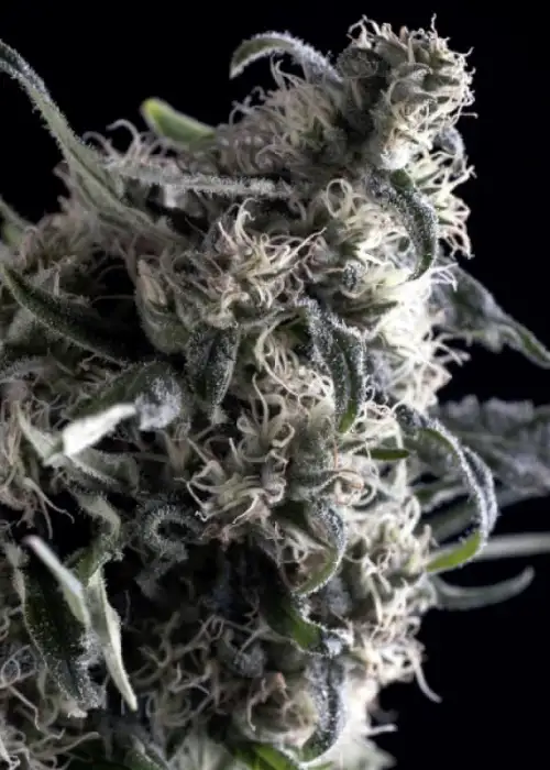 Al Tiro Auto by Trikoma Seeds, Autoflower cannabis strain
